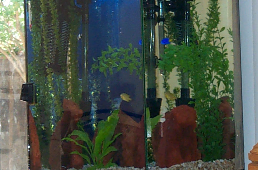 fishtank1.jpg